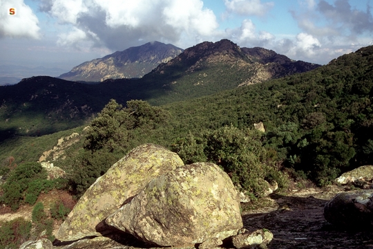 oasi