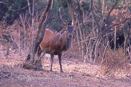 oasi